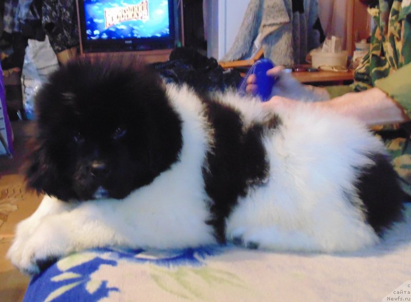 Фото: ньюфаундленд Водолей от Карельских Медведей