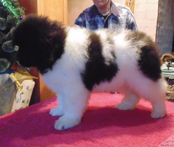 Фото: ньюфаундленд Водолей от Карельских Медведей