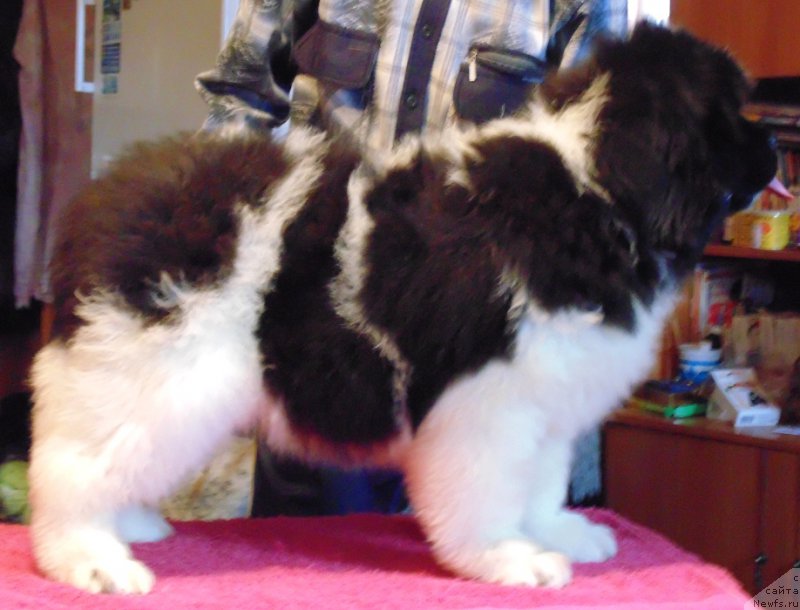 Фото: ньюфаундленд Водолей от Карельских Медведей