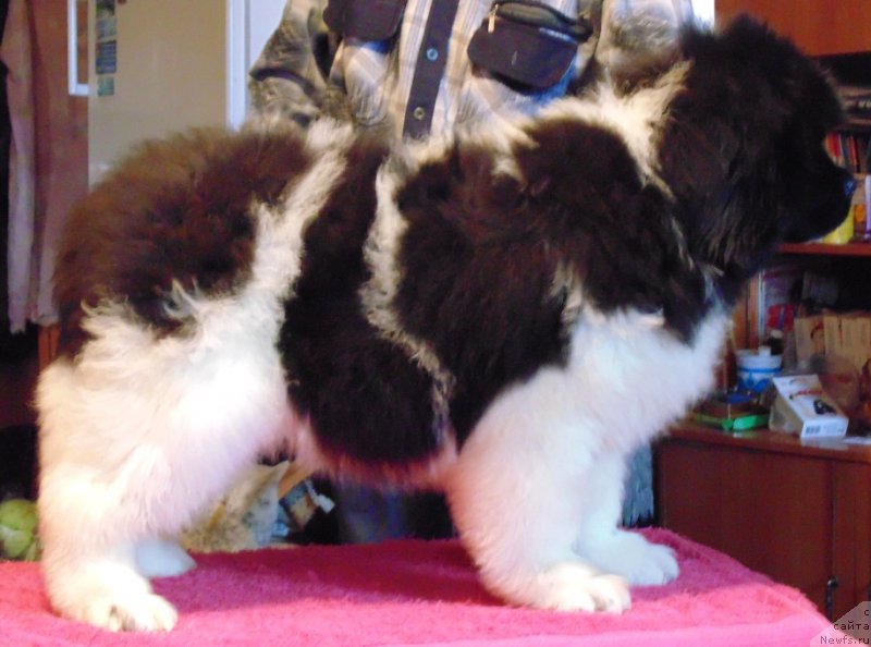 Фото: ньюфаундленд Водолей от Карельских Медведей