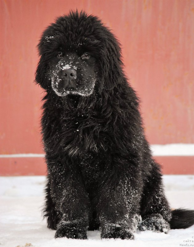 Фото: ньюфаундленд Моя Стихия Ники Де Сен Фаль