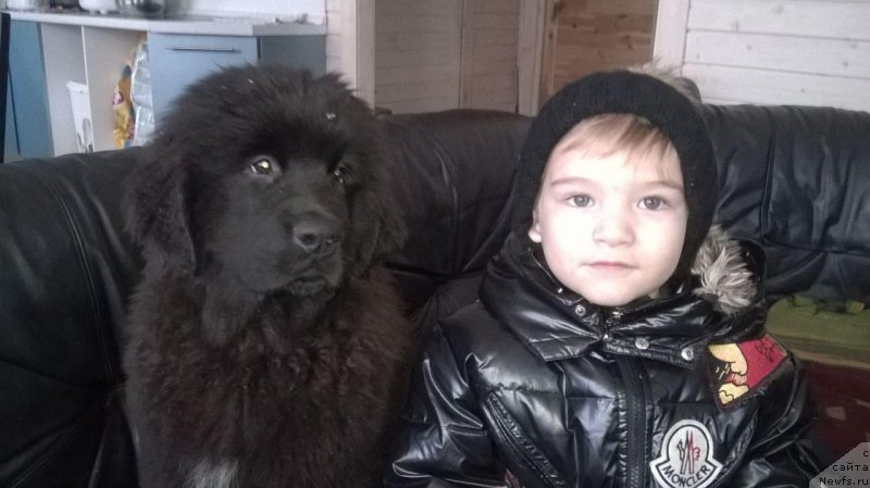 Фото: ньюфаундленд Май Френд Ньюфи Лексингтон Авеню