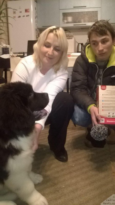 Фото: ньюфаундленд Май Френд Ньюфи Лежьёнер Тре Кронор