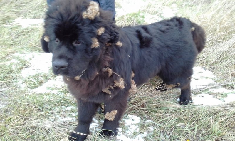 Фотография № 218555