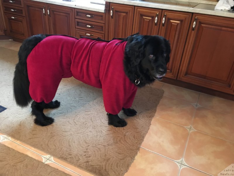 Фото: ньюфаундленд Бонни Флайт