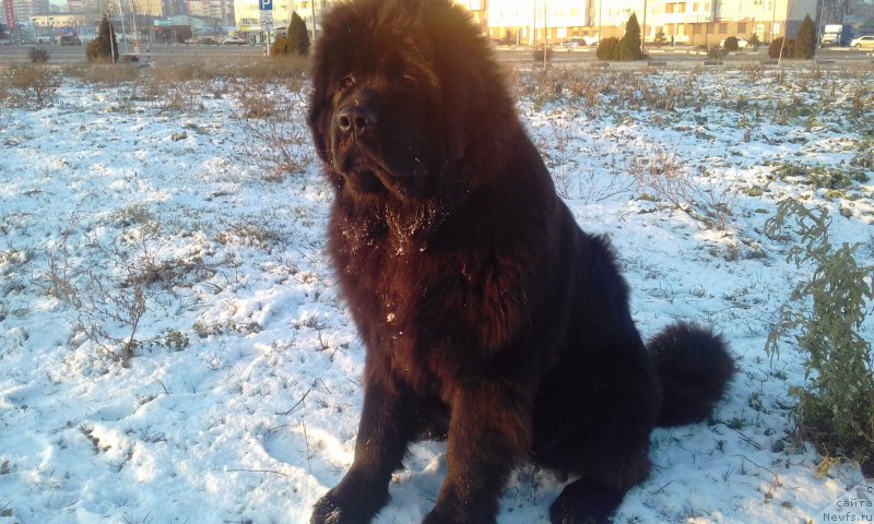 Фотография № 218558