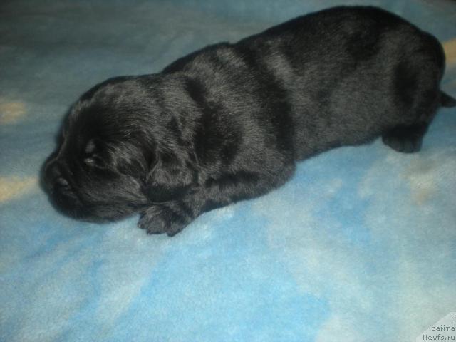 Фото: ньюфаундленд Бэстдог Бэтти