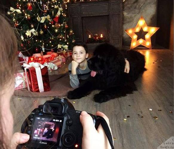 Фото: ньюфаундленд Эвенинг виз Ю