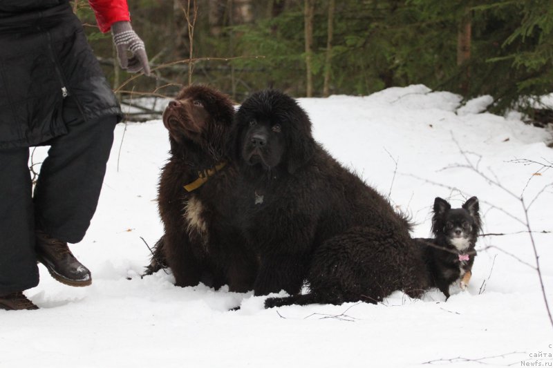Фото: ньюфаундленд Браунблад МСК Абрамс-Стронг (Brownblood MSK Abrams-Strong), ньюфаундленд Черная Мафия Бласкберру Блоссом (Chernaya Mafia Blackberry Blossom)