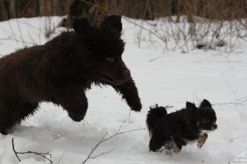 Фото: ньюфаундленд Браунблад МСК Абрамс-Стронг (Brownblood MSK Abrams-Strong)