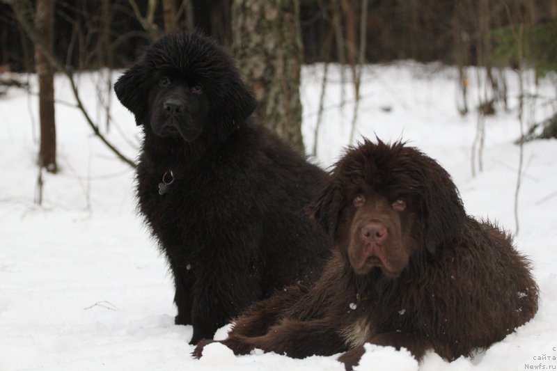 Фото: ньюфаундленд Черная Мафия Бласкберру Блоссом (Chernaya Mafia Blackberry Blossom), ньюфаундленд Браунблад МСК Абрамс-Стронг (Brownblood MSK Abrams-Strong)