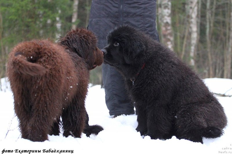 Фотография № 218572