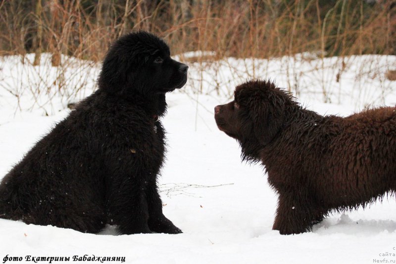 Фотография № 218573