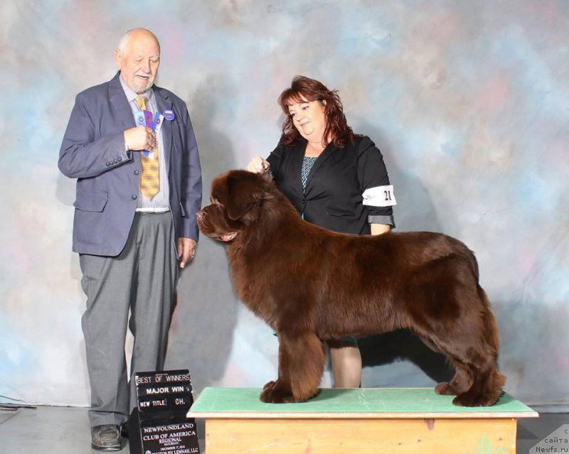 Фото: ньюфаундленд Ети с Берега Дона (Eti s Berega Dona)