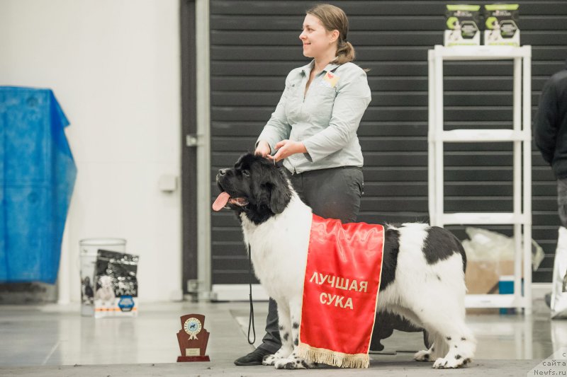 Фото: ньюфаундленд Супер Бизон Малина