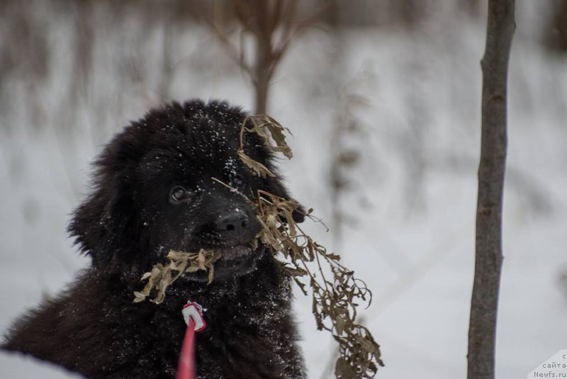 Фотография № 218581