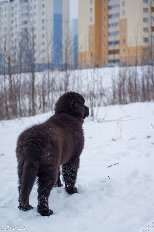 Фотография № 218584