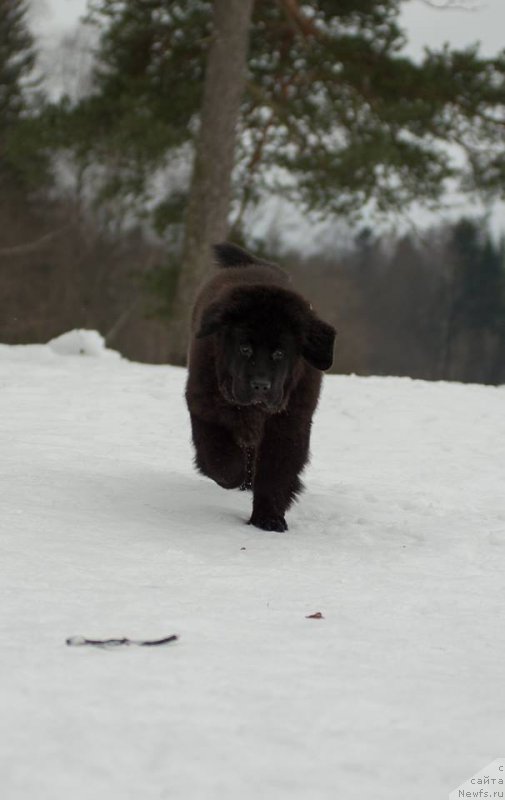 Фотография № 218585