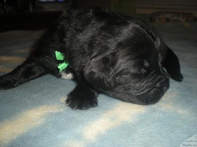 Фото: ньюфаундленд Бриллиантовая Леди