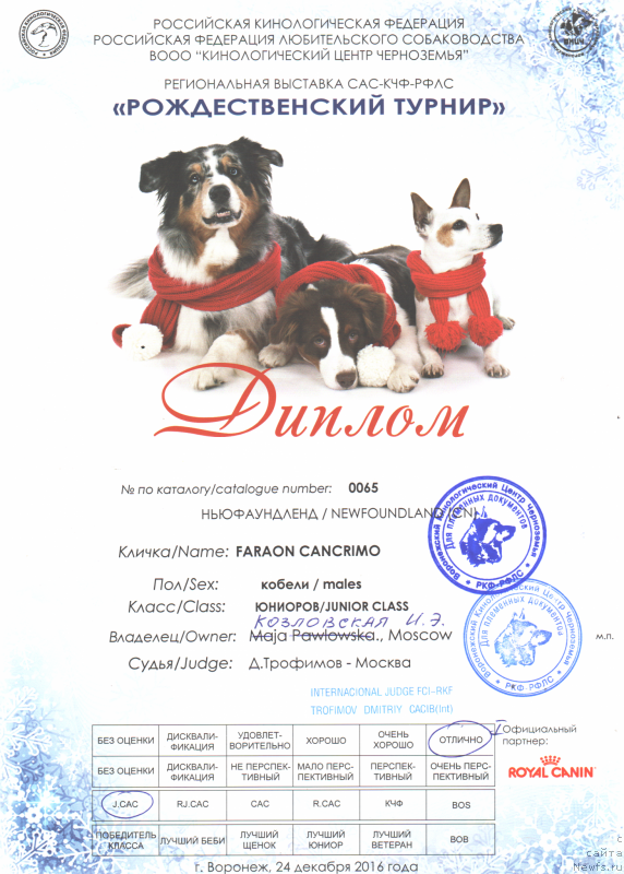 Фото: ньюфаундленд Faraon Cancrimo