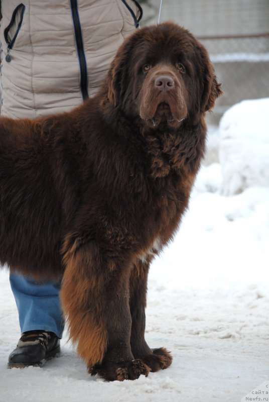 Фото: ньюфаундленд Faraon Cancrimo