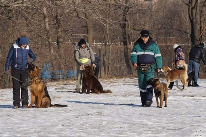 Фото: ньюфаундленд Браунблад МСК Бен-Ами Лон