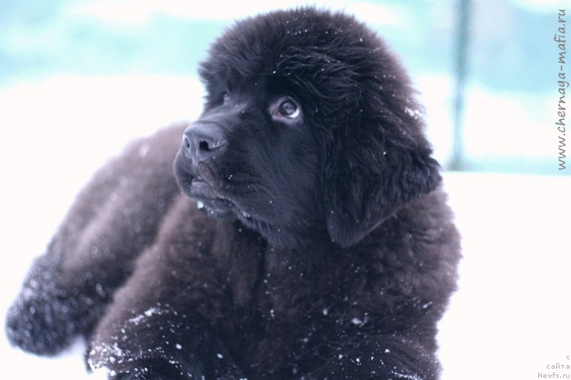 Фотография № 218604