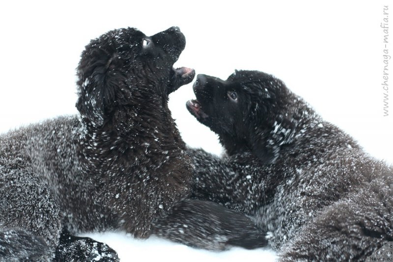 Фото: ньюфаундленд Черная Мафия Бекаусе И Ам Вортх Ит (Chernaya Mafia Because I Am Worth It), ньюфаундленд Черная Мафия Бласкберру Блоссом (Chernaya Mafia Blackberry Blossom)