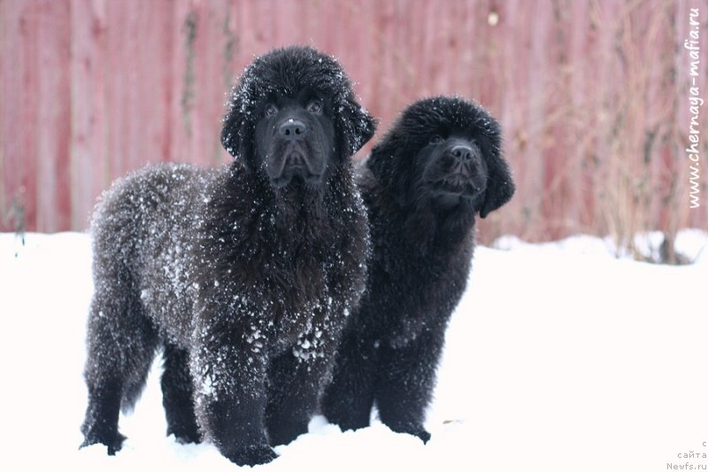 Фотография № 218608