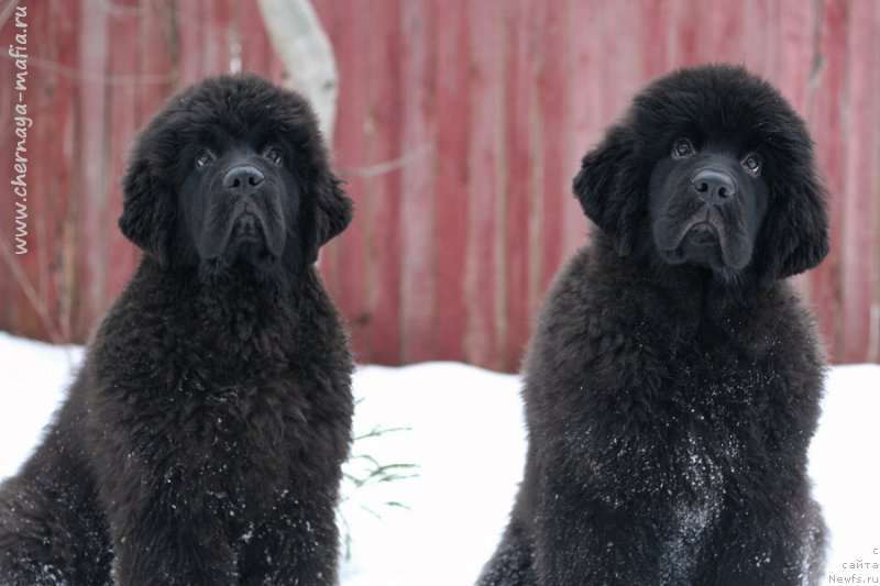 Фотография № 218609