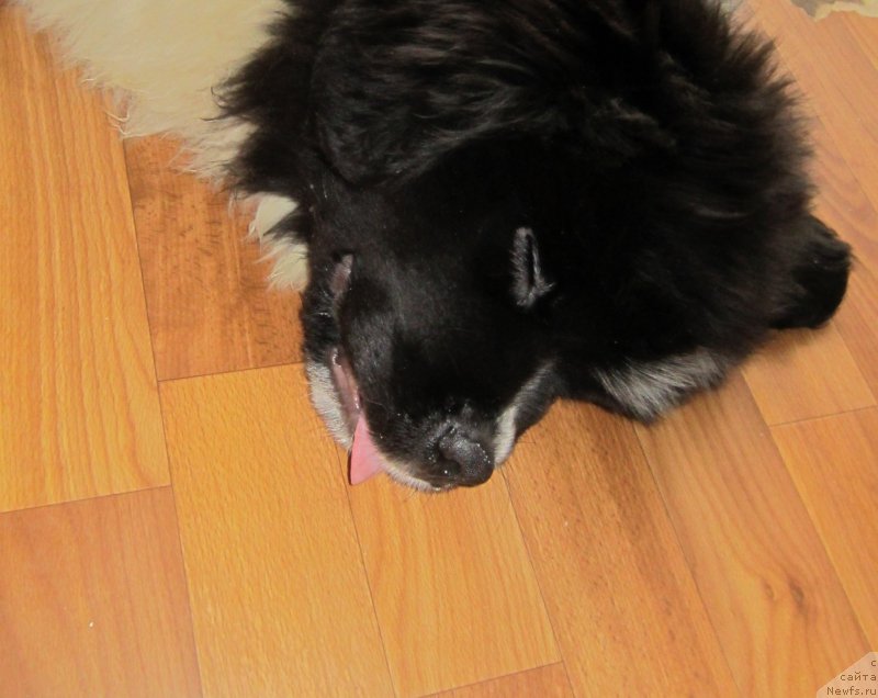 Фото: ньюфаундленд Водограй от Карельских Медведей