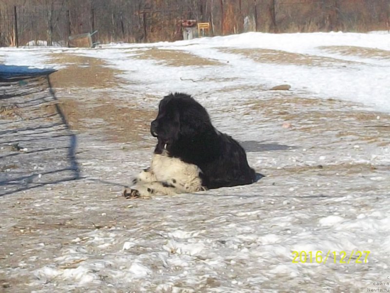 Фото: ньюфаундленд Селин Дион