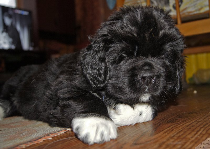 Фотография № 218646