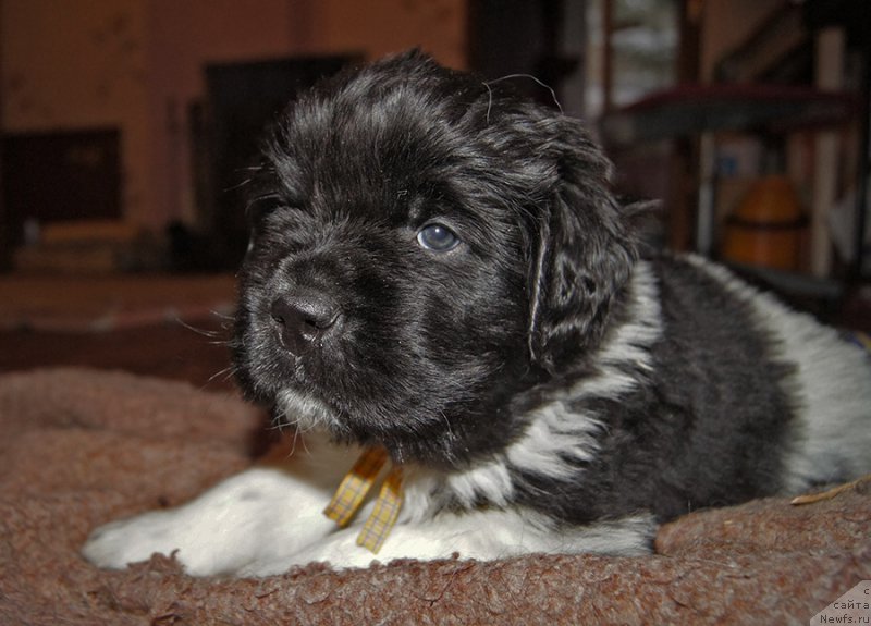 Фотография № 218647