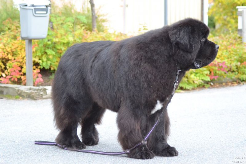 Фотография № 218652