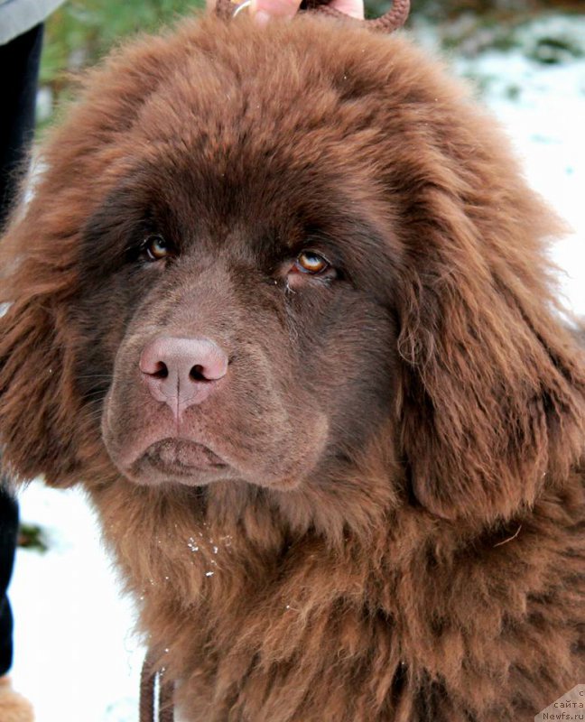 Фотография № 218659