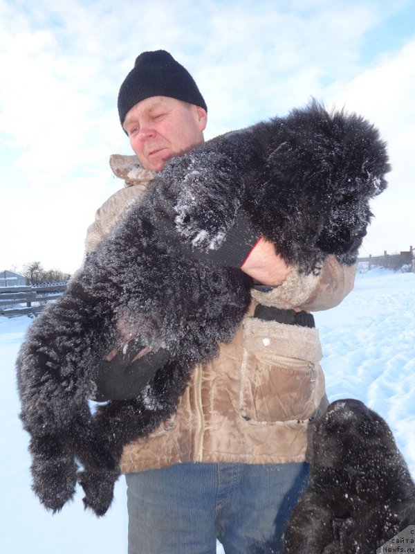 Фото: ньюфаундленд Ньюфорт из Пены Морской Афродита (Njufort iz Peni Morskoy Afrodita)