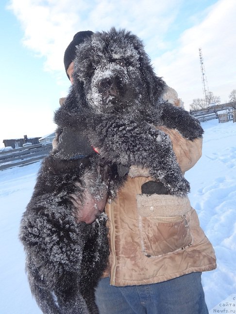 Фото: ньюфаундленд Ньюфорт ит из зе Бест оф Алл