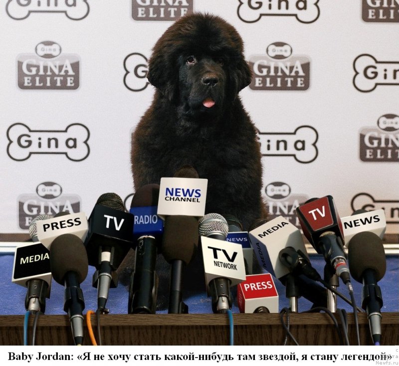 Фото: ньюфаундленд Черная Мафия Бекаусе И Ам Вортх Ит (Chernaya Mafia Because I Am Worth It)