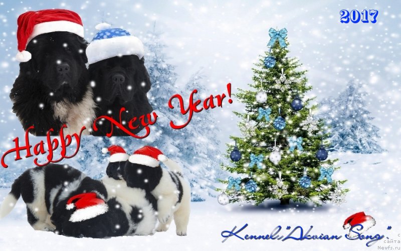 Фото: ньюфаундленд Oukaya Forever Le Grand Ami for-Akvian Song, ньюфаундленд Аквиан Сонг Лаватера (Akvian Song Lavatera), и щенки на букву 