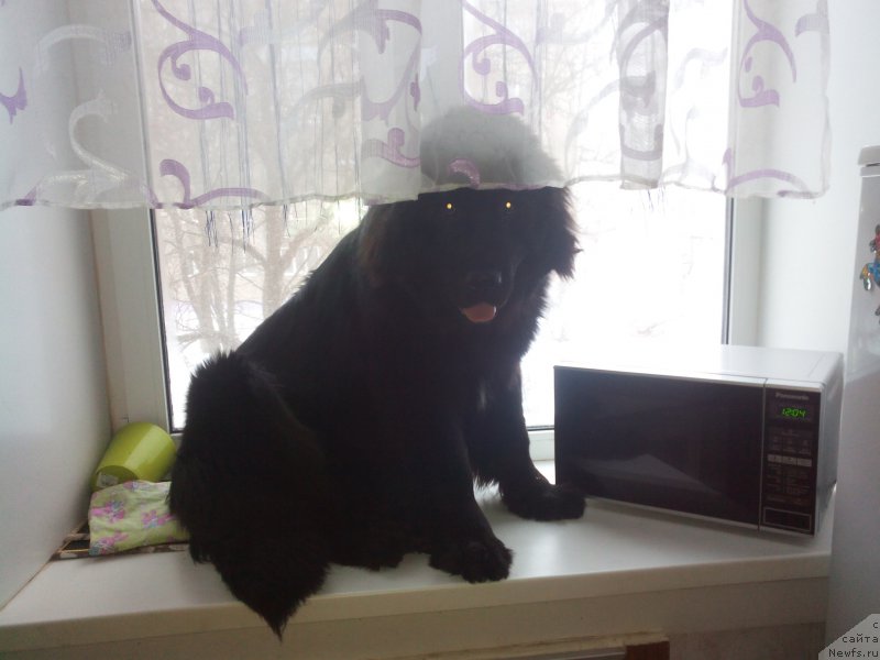 Фотография № 218672