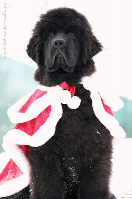 Фотография № 218673