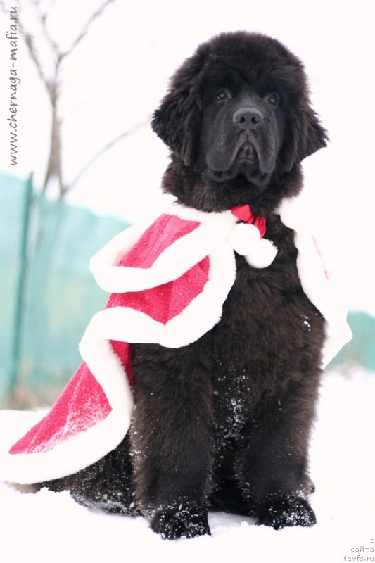 Фотография № 218674