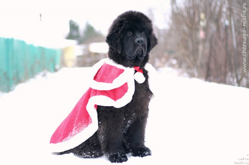 Фото: ньюфаундленд Черная Мафия Бекаусе И Ам Вортх Ит (Chernaya Mafia Because I Am Worth It)