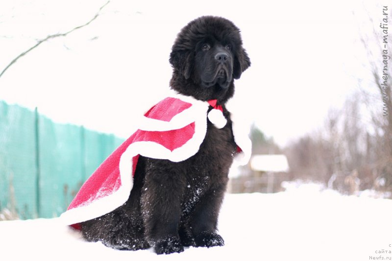 Фотография № 218676