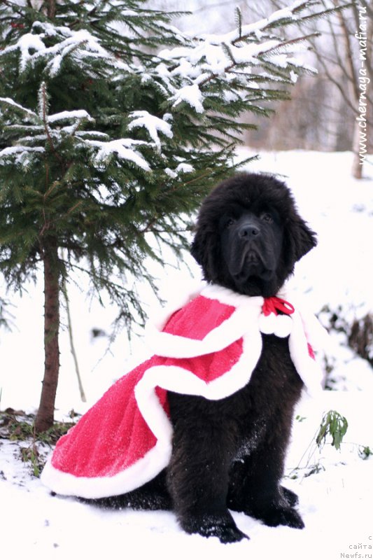 Фотография № 218679