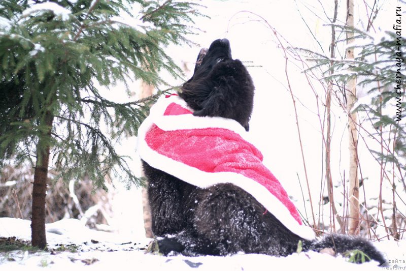Фото: ньюфаундленд Черная Мафия Бекаусе И Ам Вортх Ит (Chernaya Mafia Because I Am Worth It)