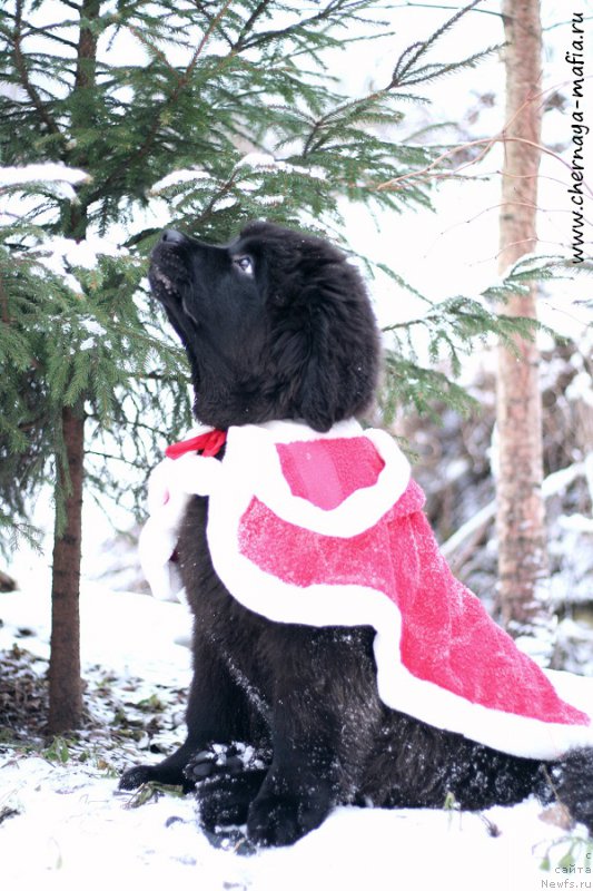 Фотография № 218681