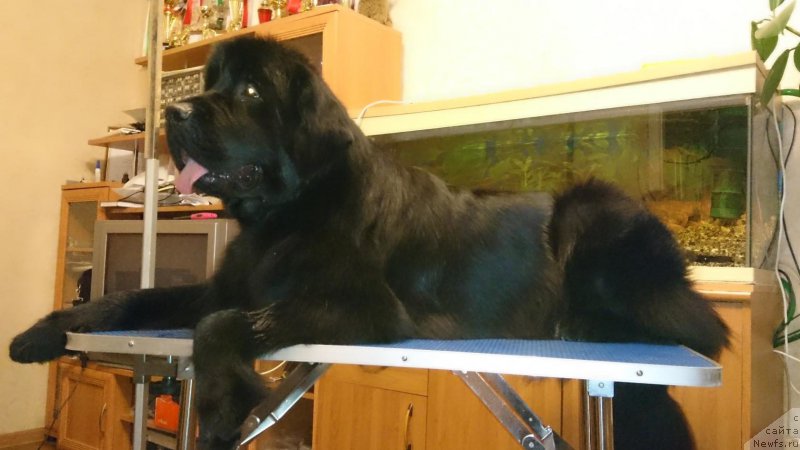 Фото: ньюфаундленд Ньюфорт Ее Величество Виктория