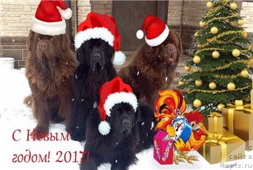 Фото: ньюфаундленд Чарли Де Бест Хелфи Пэл (Charli The Best Helfi Pel), ньюфаундленд Мерседес Вялiкi Мядзведзь (Mercedes Vialiki Miadzvedz), ньюфаундленд Браунблад МСК Харрикейн Хиггенс (Brownblood MSK Harricane Higgins), ньюфаундленд Чармер Денкам Бронз (Charmer Denkam Bronze)